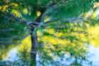 Tree and pond artistic composite Art Print